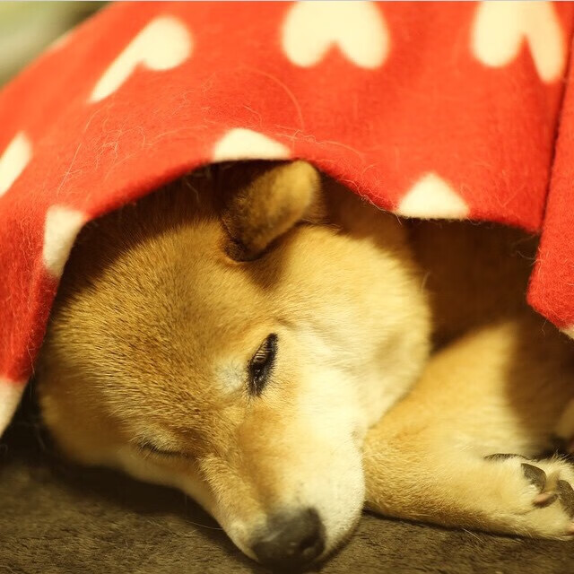 世界青少年街头篮球赛燃爆南京夜场,街头篮球2021南京站