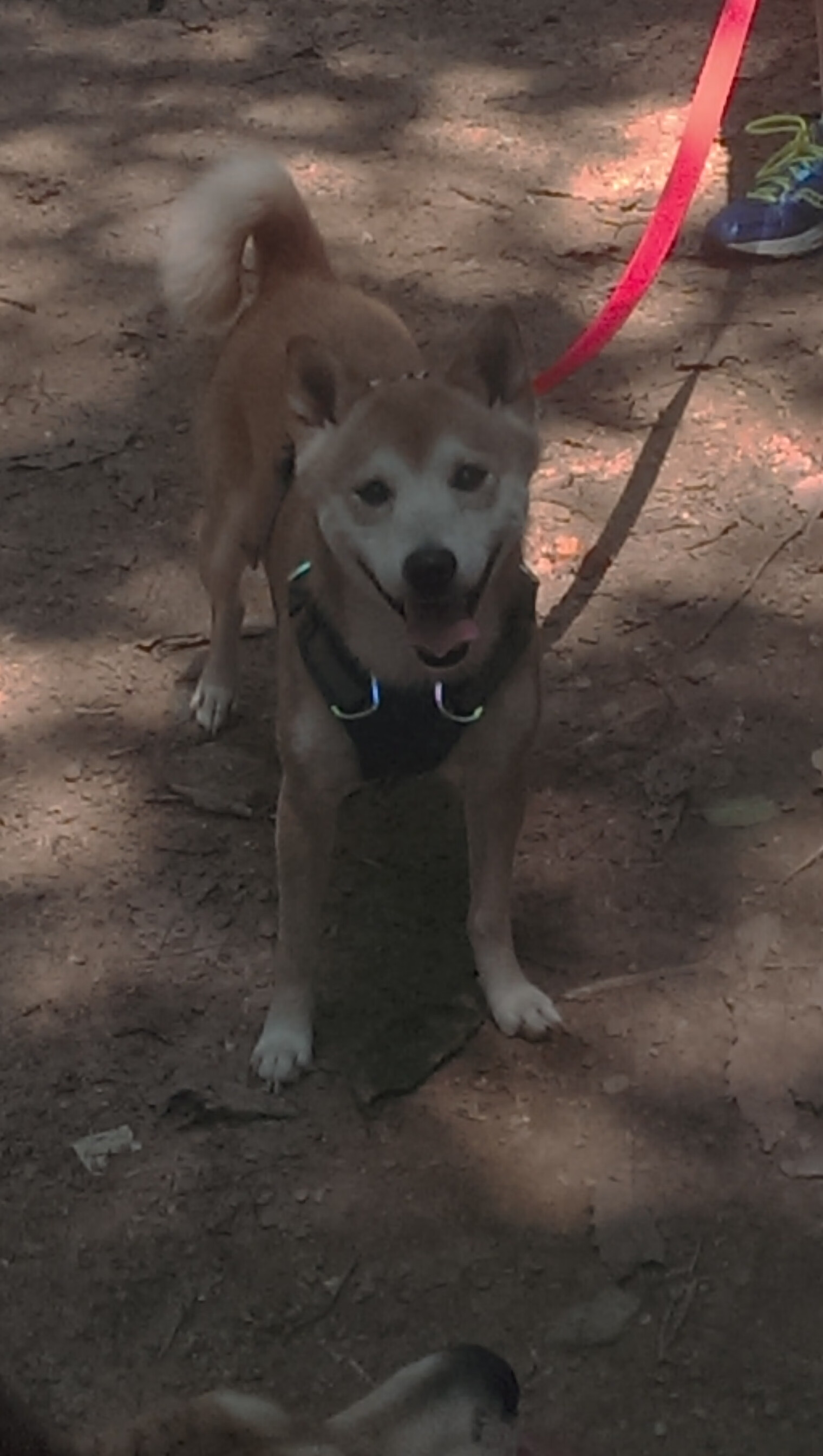 2024年国际乒乓赛事新规公布,球迷期待,2021年国际乒乓球比赛时间