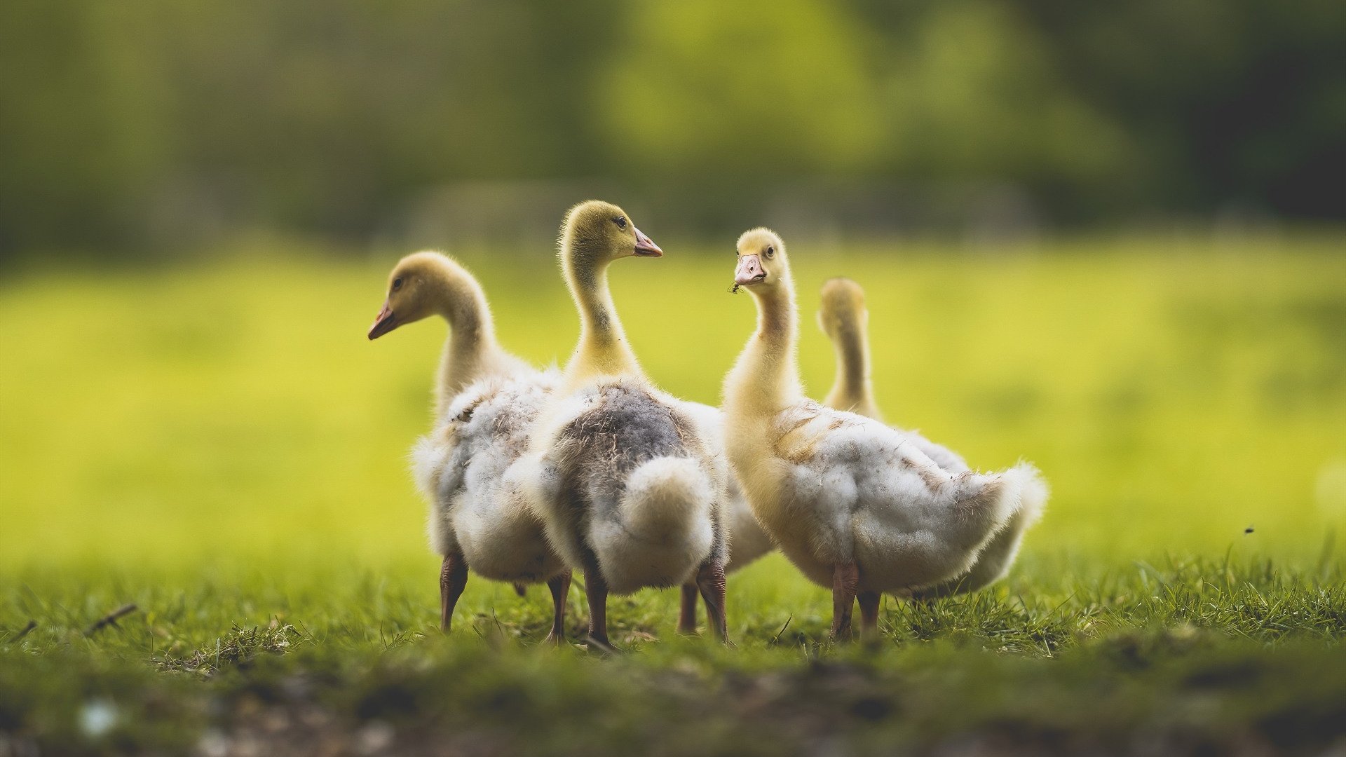 开云体育登录入口-国际米兰高强度对抗掌控比赛节奏，国际米兰队