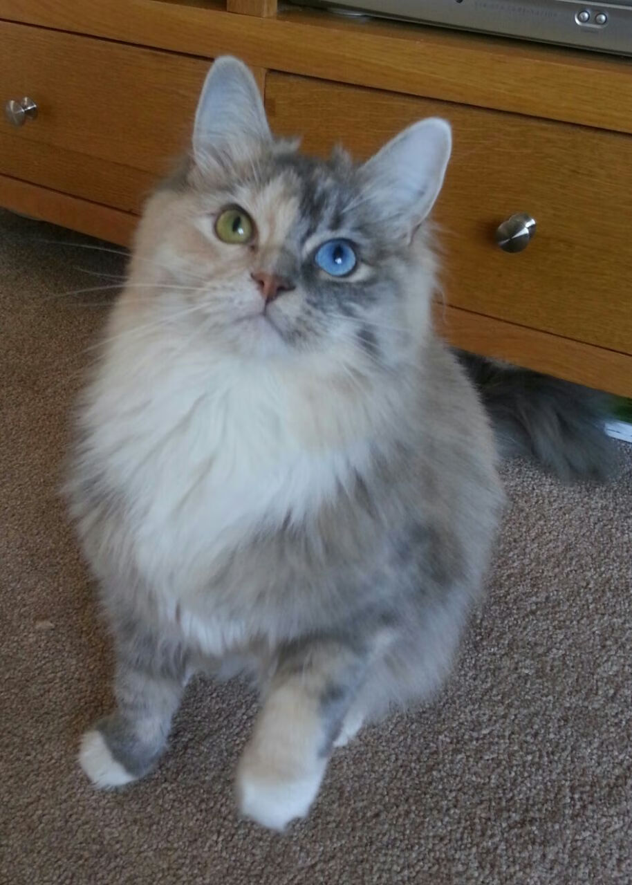 埃及队未来规划:培养年轻球员,打造国际竞争力,埃及国家队阵容状况