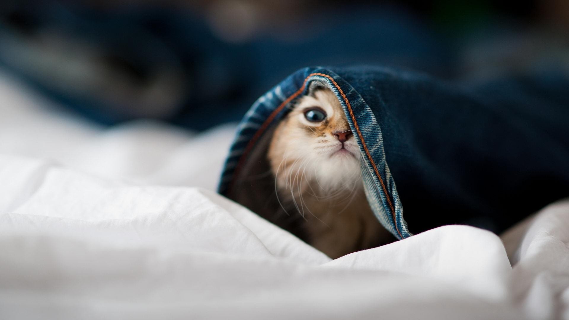 开云体育app官网-主帅指导个别球员专项训练提升其在比赛中的专属能力，球队主帅是教练吗