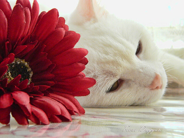 弗兰：凭借敏锐的场上判断，他帮助全黑队迅速掌控比赛节奏，弗兰效力过哪些球队