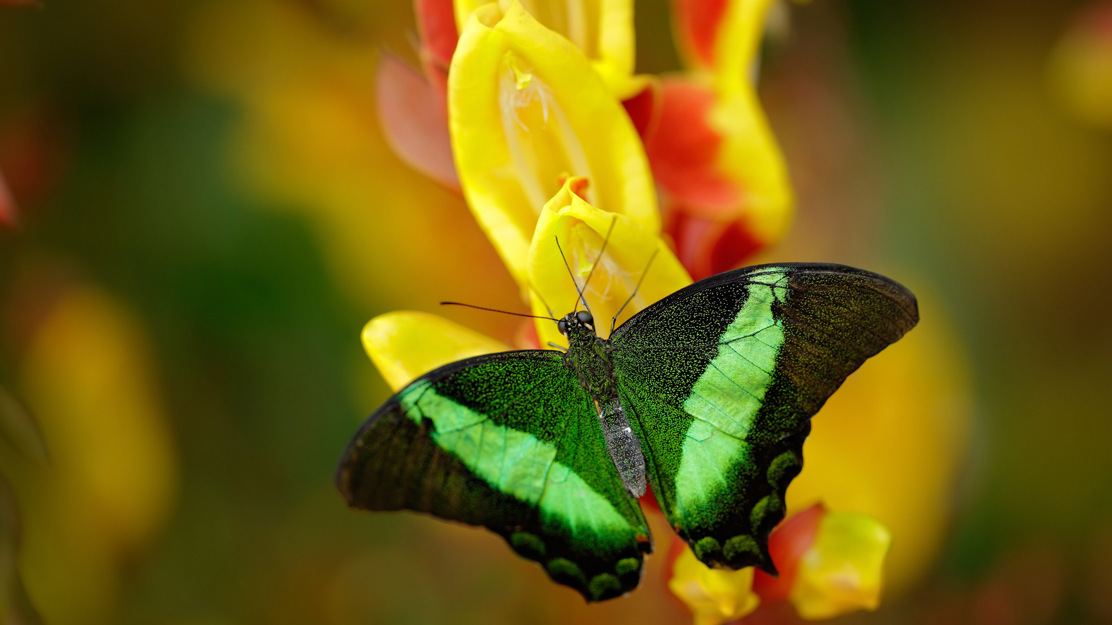 开云体育在线入口-5 天教练滕哈赫：上任期汗青，首胜成空谈，滕哈格执教风格